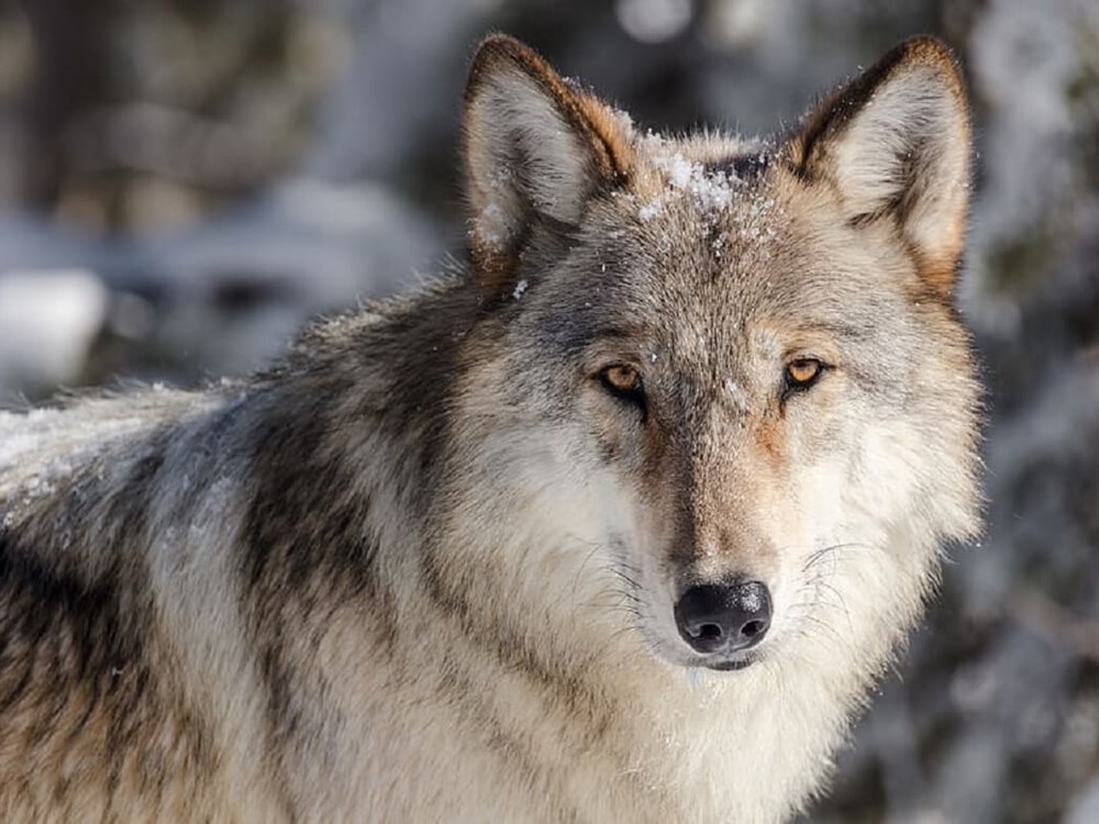 De wolf in Noord Nederland