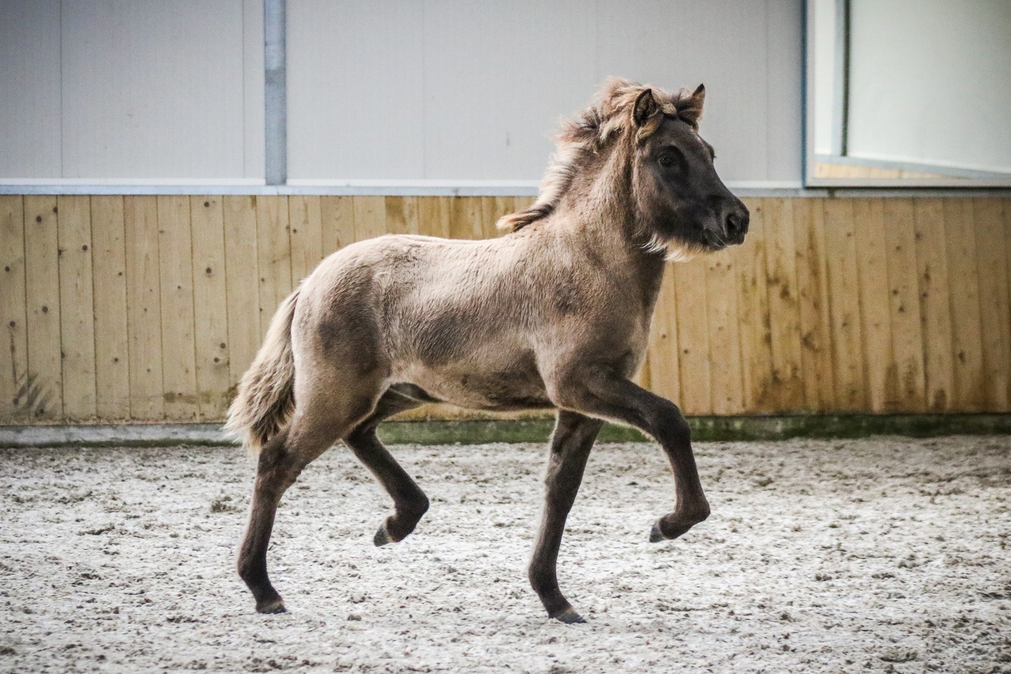 Kort verslag Veulen- en merriekeuring Hazerswoude