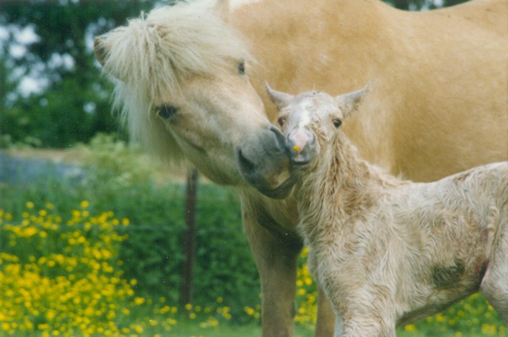 Fokker van het jaar 2022