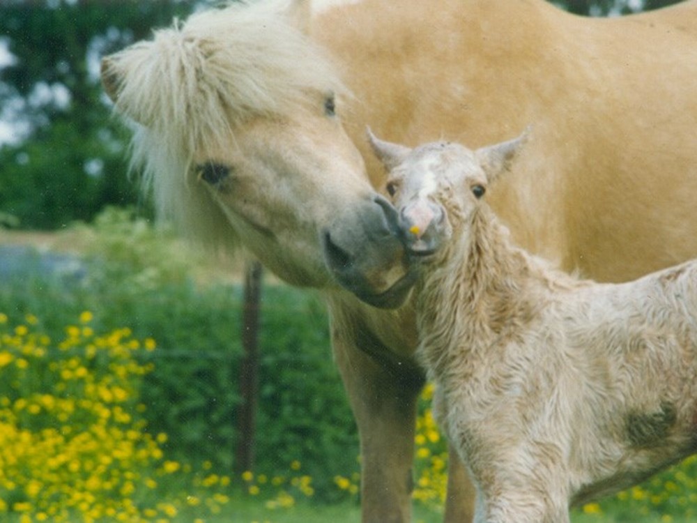 Fokker van het jaar 2022