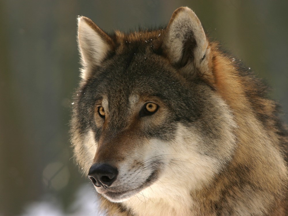 De Wolf in Nederland