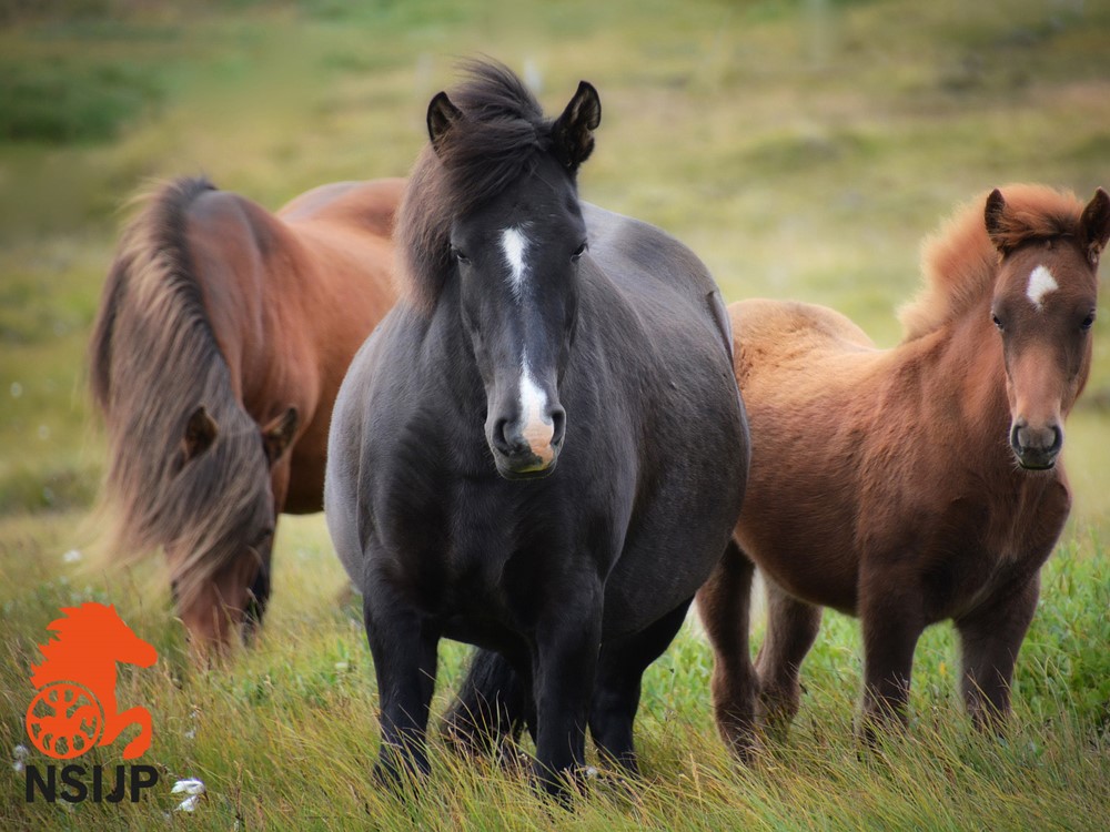 Klankbordbijeenkomst Fokkerij & Lezing op 11 mei in Klarenbeek