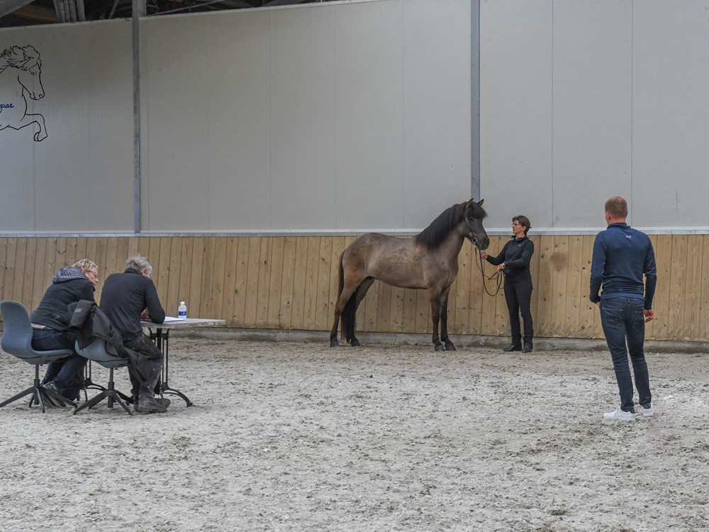 Inschrijving FIZO Keuring 3 en 4 juni geopend