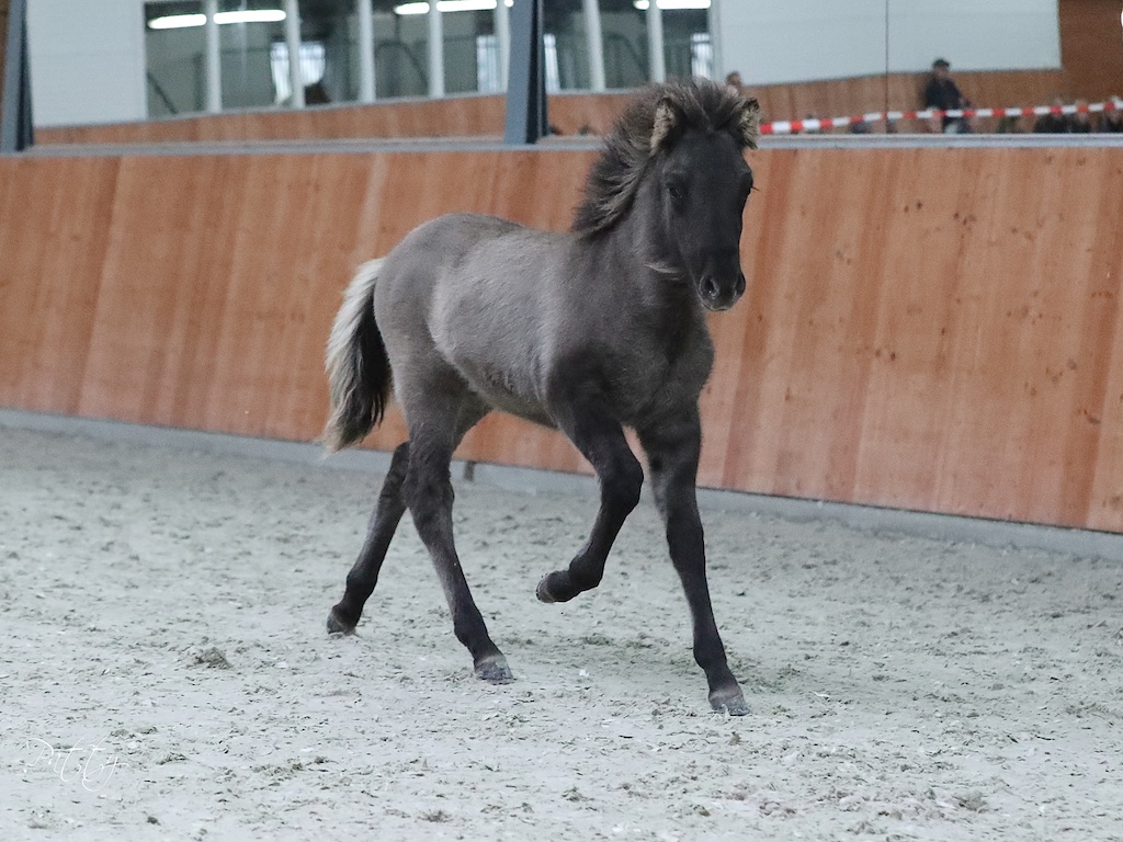 Bericht voor fokkers - Veulen- en Merriekeuringen