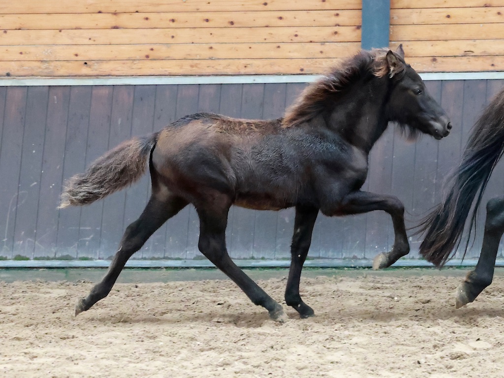 Uitslagen Veulen- en merriekeuring De Mortel 17 september