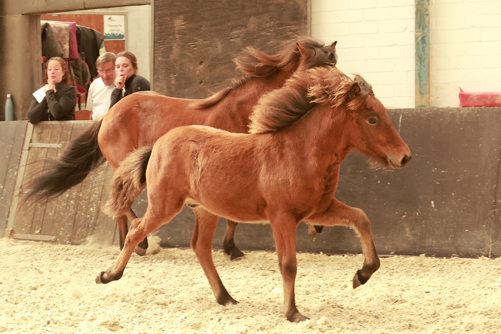 Uitslagen Veulen- en merriekeuring Alphen 16 september