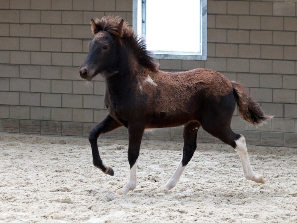 Uitslagen Veulen- en Merriekeuring Putten 23-09-2023