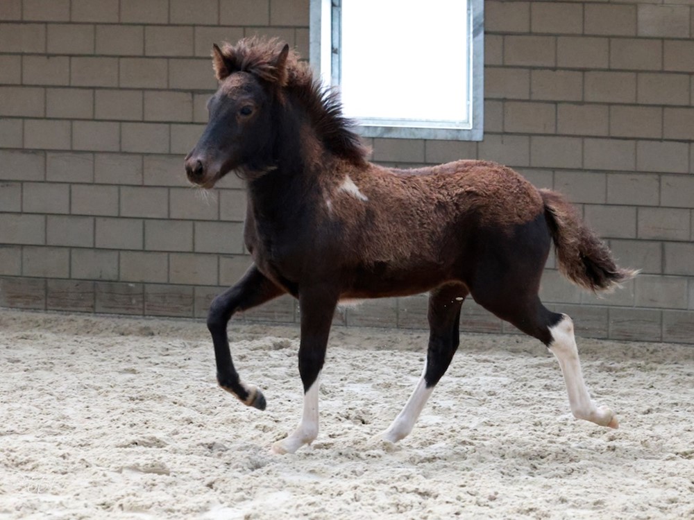 Uitslagen Veulen- en Merriekeuring Putten 23-09-2023