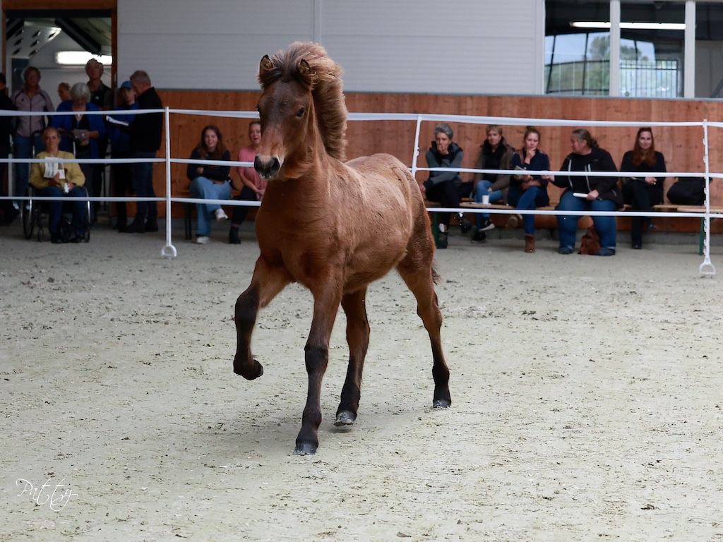Uitslagen Veulen- en Merriekeuring Zwiggelte 23-9-2023