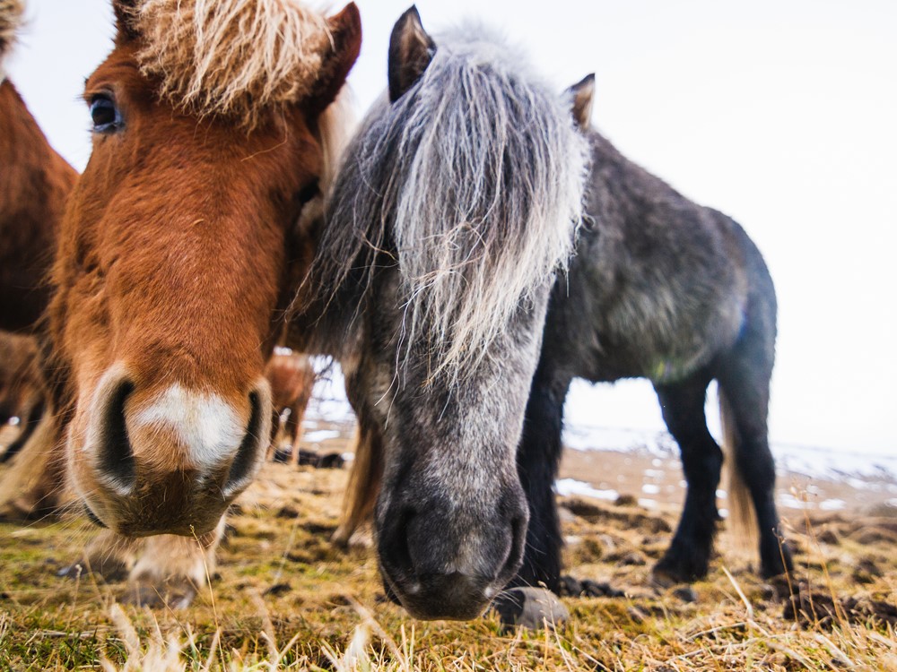 Fokker van het jaar – De Nominaties