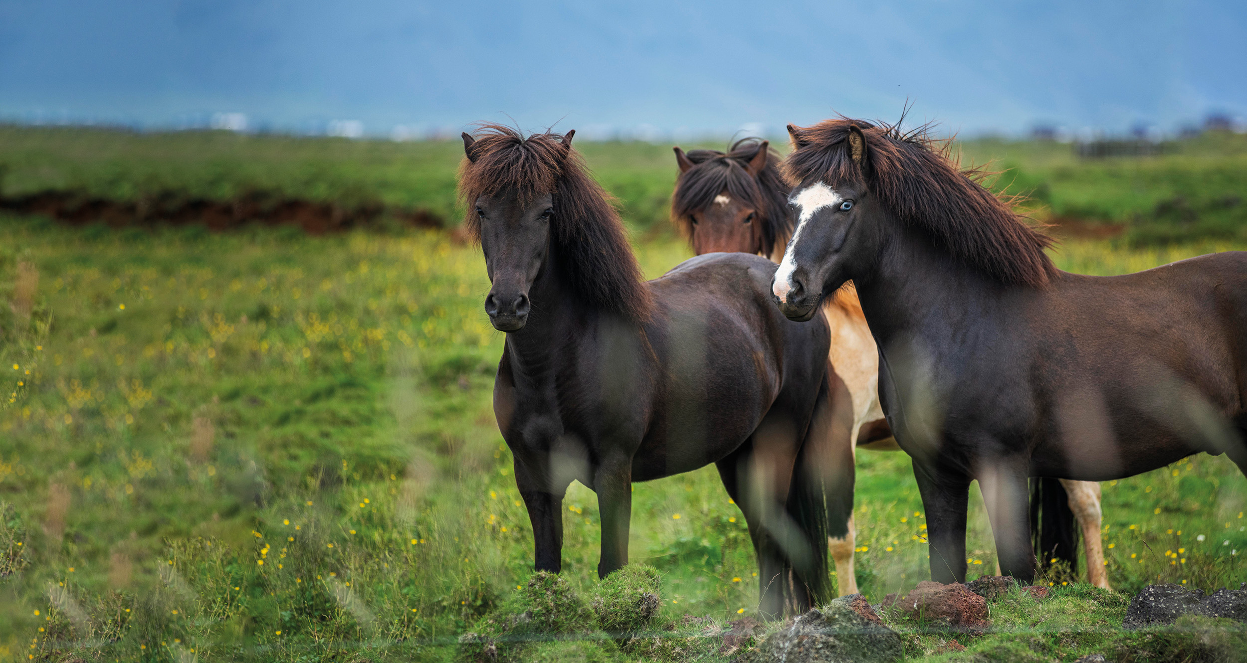 Toelating begrazing Markiezaat