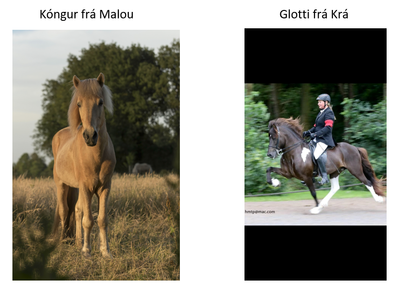 In Memoriam: Kóngur frá Malou en Glotti frá Krá