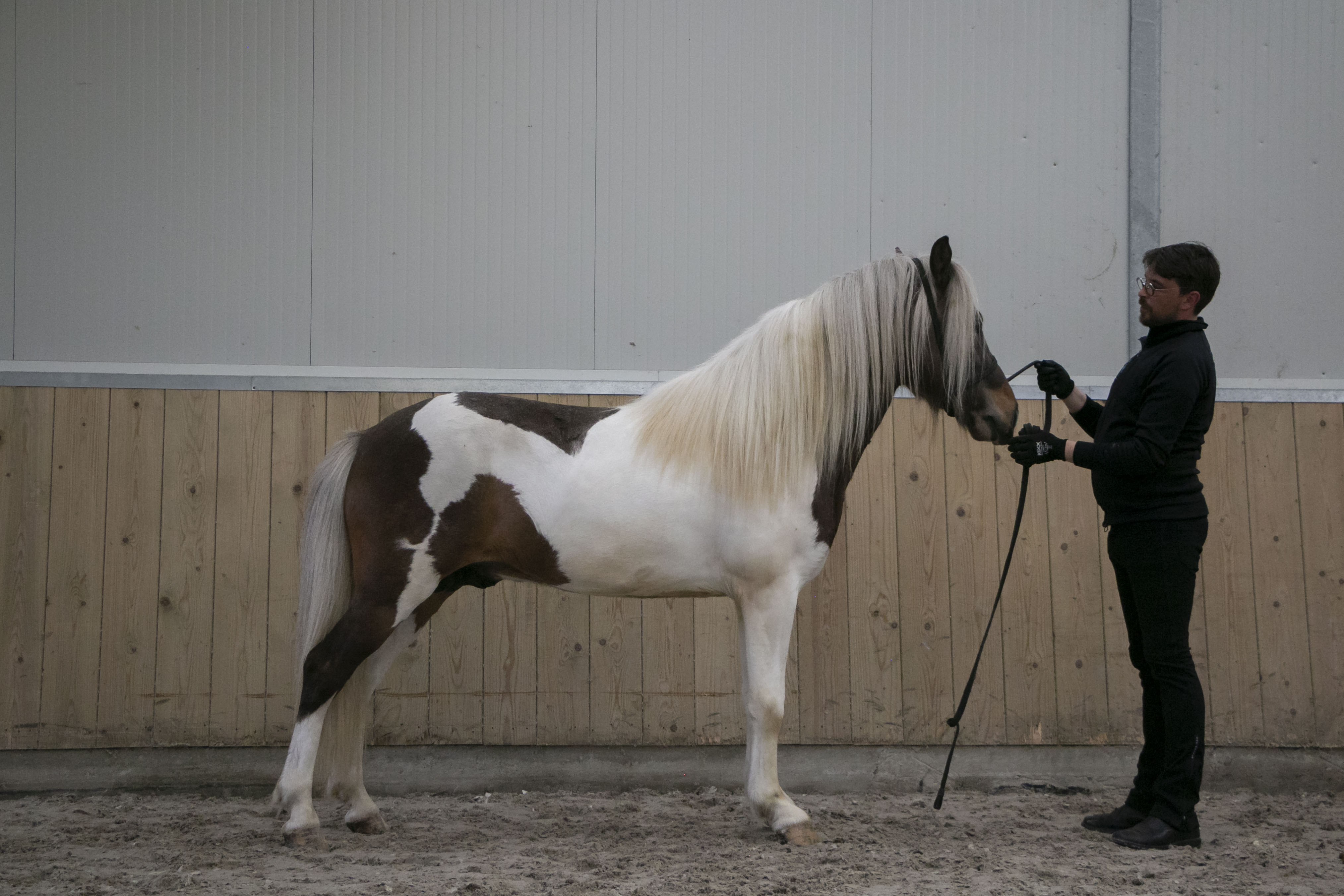 Inschrijving jonge hengstenkeuring geopend
