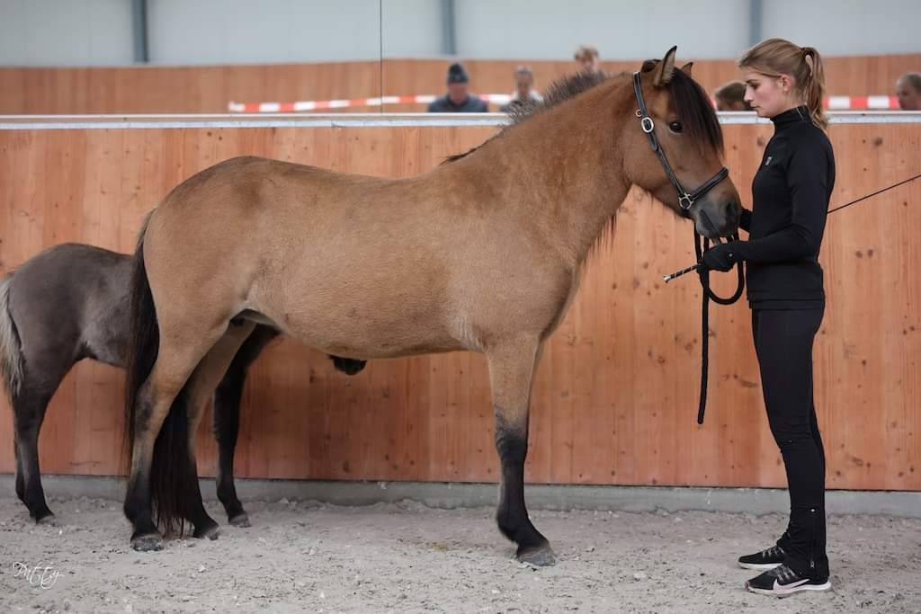 Tijdschema merriekeuringen 16 en 17 maart