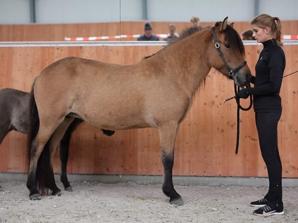 Tijdschema merriekeuringen 16 en 17 maart