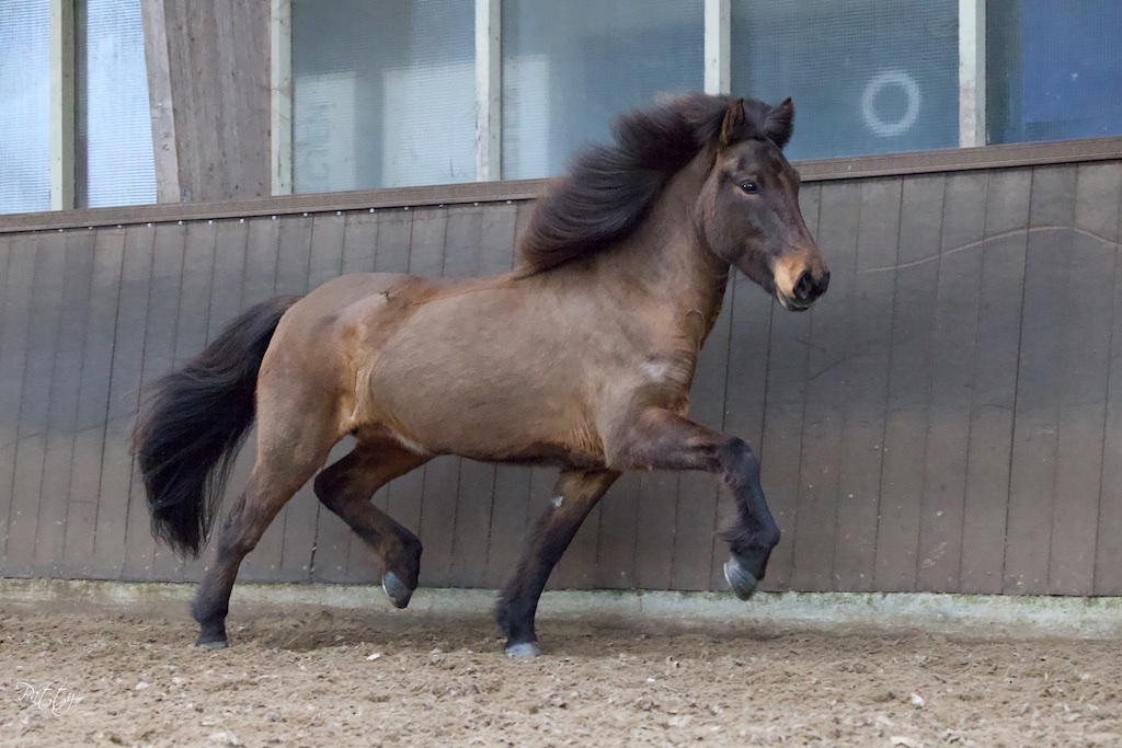 Merriekeuringen in maart, een nieuw fenomeen