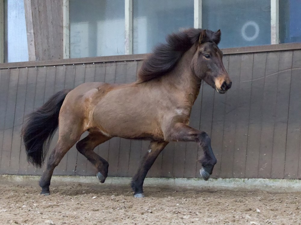 Merriekeuringen in maart, een nieuw fenomeen