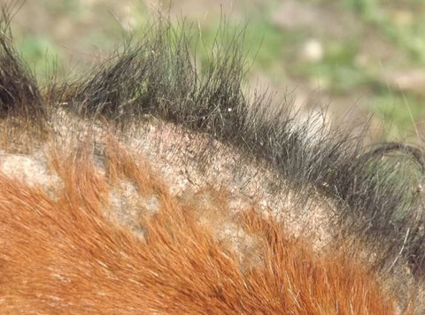 Online lezing over zomereczeem op 3 mei