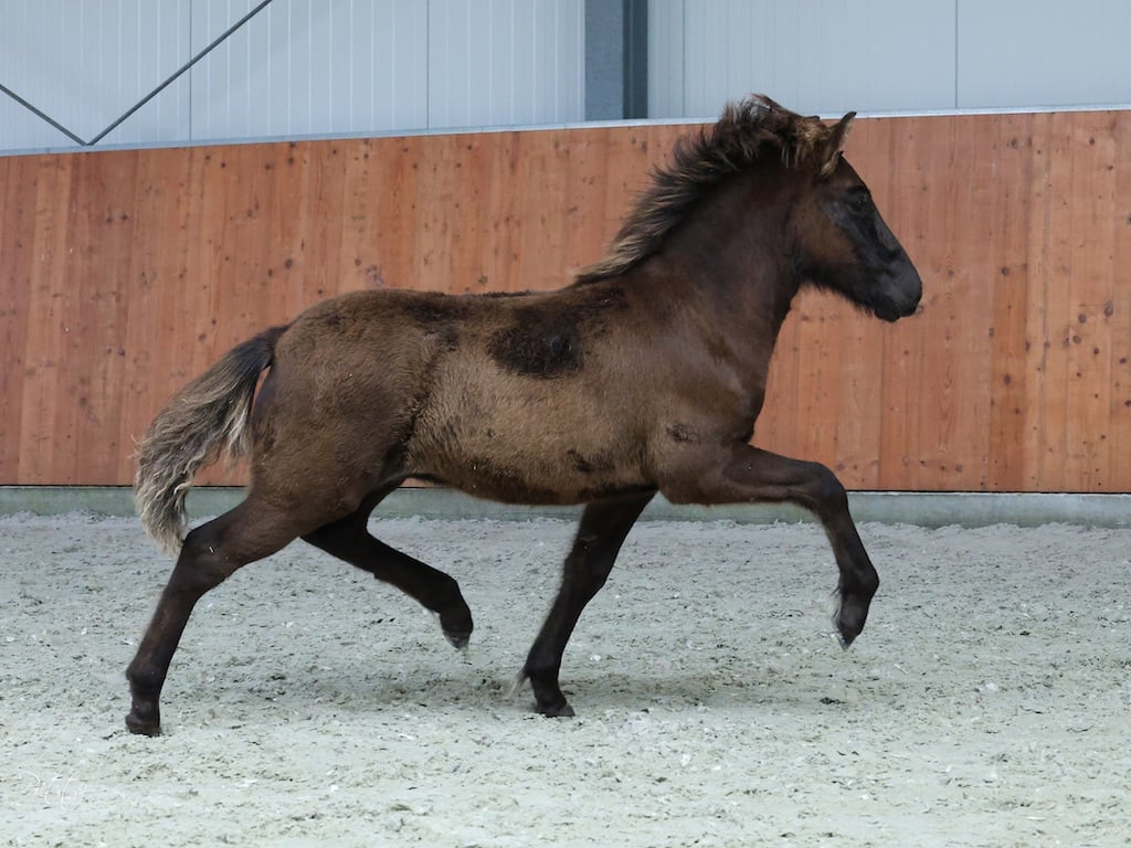Kort verslag Veulen- en Merriekeuring Someren, Loenen en Zwiggelte