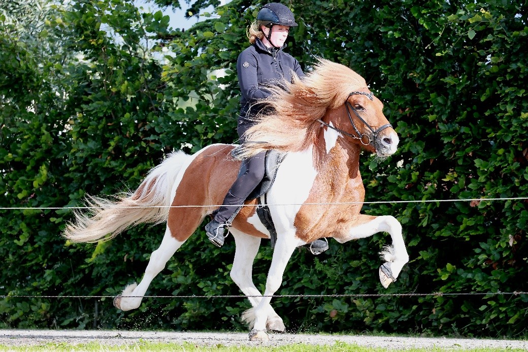 Keuring onder het zadel 2025