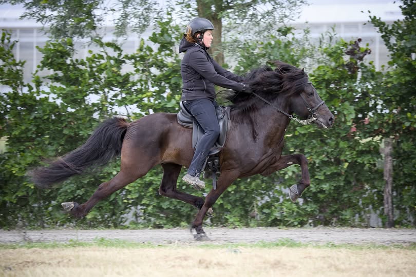 Tijdschema keuring onder het zadel