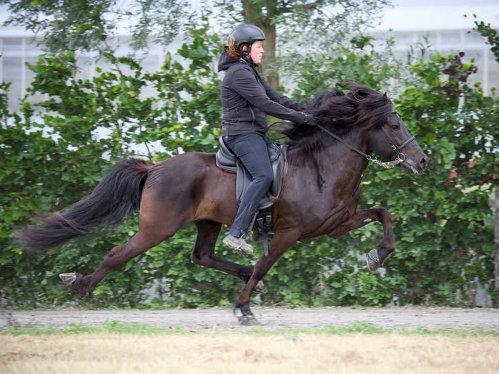 Tijdschema keuring onder het zadel