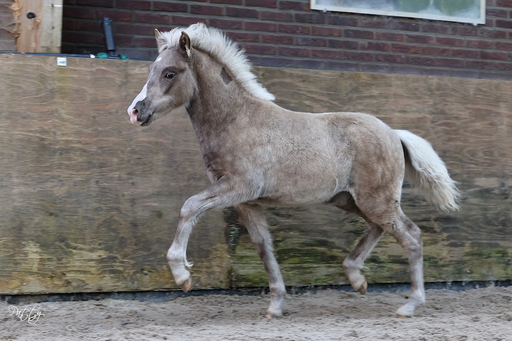 Veulen en merriekeuringen september 2025