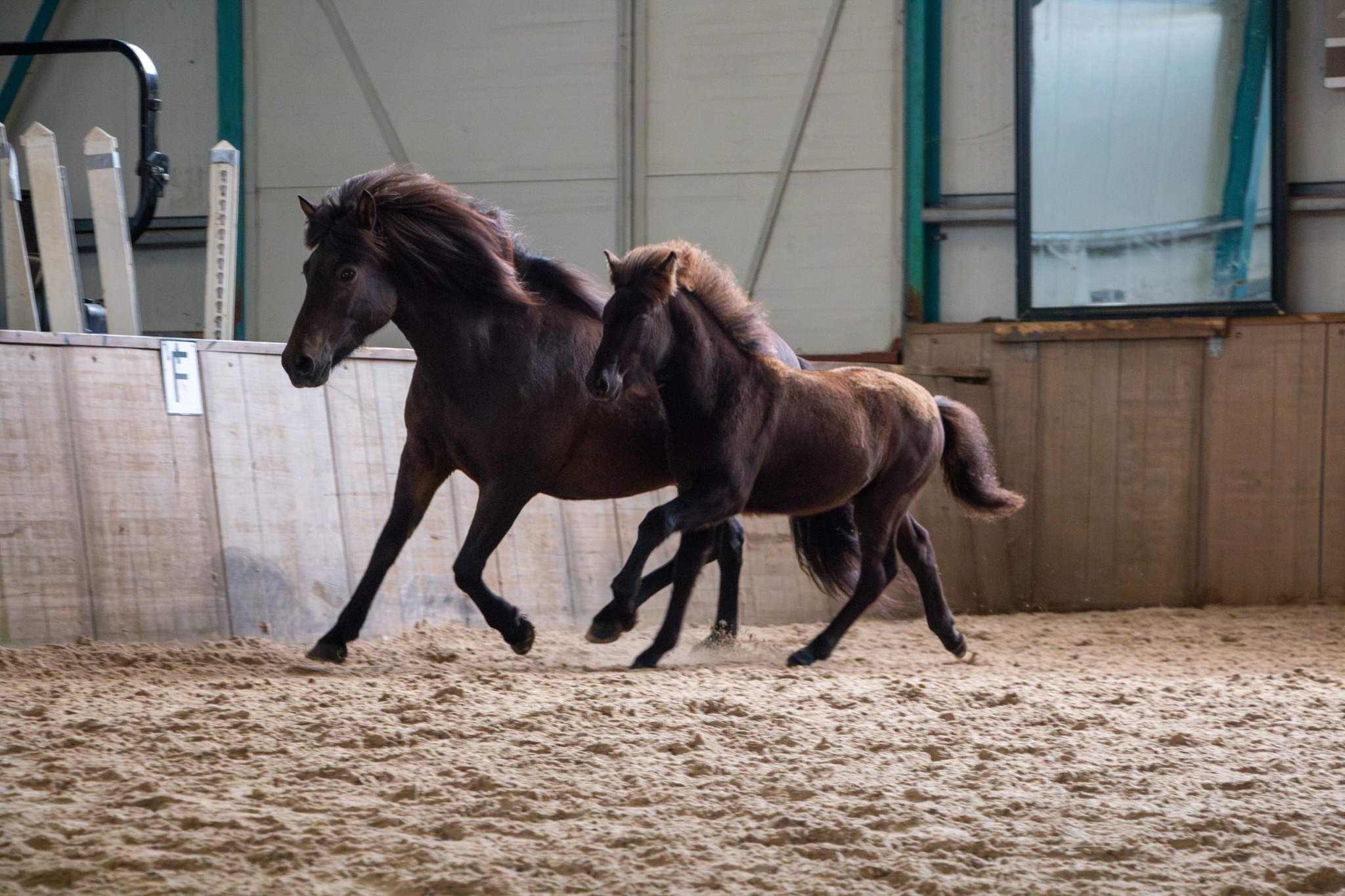 Uitslag en kort verslag Veulen en Merriekeuring Harich 2025