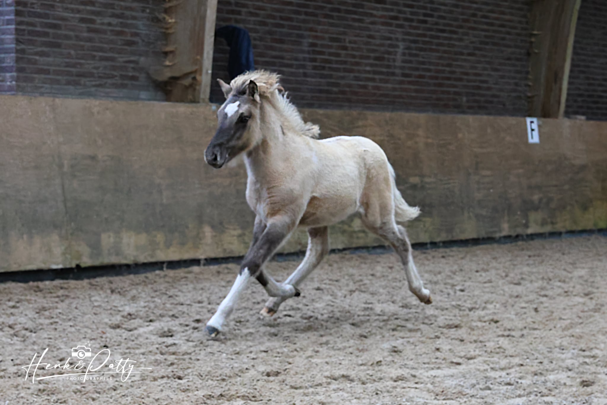 Uitslag en kort verslag Veulen en merriekeuring Loenen 2025
