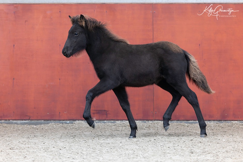 Uitslag en kort verslag Veulen- en Merriekeuring Someren