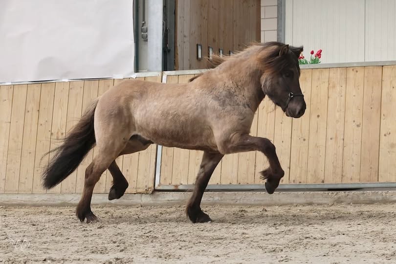 NSIJP jonge hengstenkeuring 2026